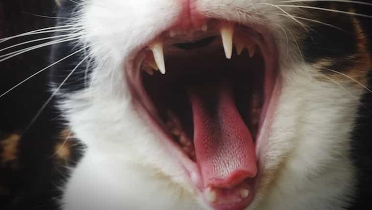 Cerrar los dientes de gato