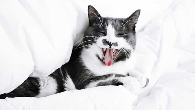 Gato de esmoquin mostrando los dientes