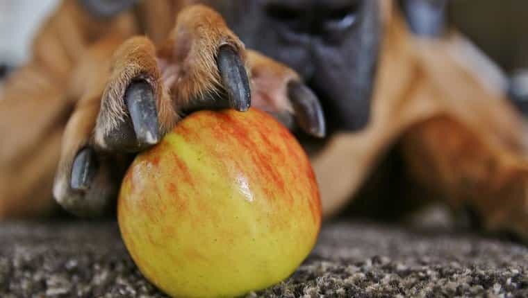 una manzana en la pata de perro grande