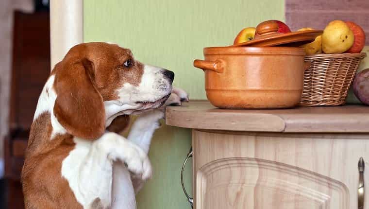 El perro en la cocina busca algo sabroso.