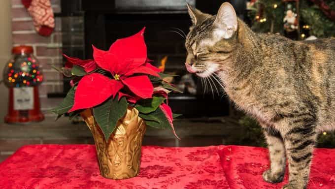 un gato huele lirios, una de las plantas que son tóxicas para los gatos
