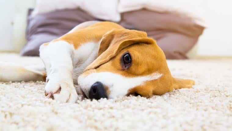 Perro cansado en la alfombra.  Beagle triste en el suelo.  Perro acostado sobre la alfombra suave después del entrenamiento.  Beagle con ojos tristes abiertos dentro de la casa.  Hermoso fondo animal.