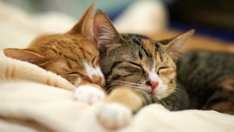 Dos gatos durmiendo