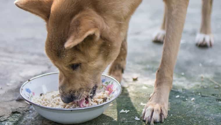 Alimenta al perro callejero con arroz