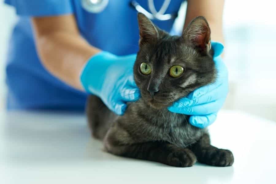 gato siendo revisado por veterinario