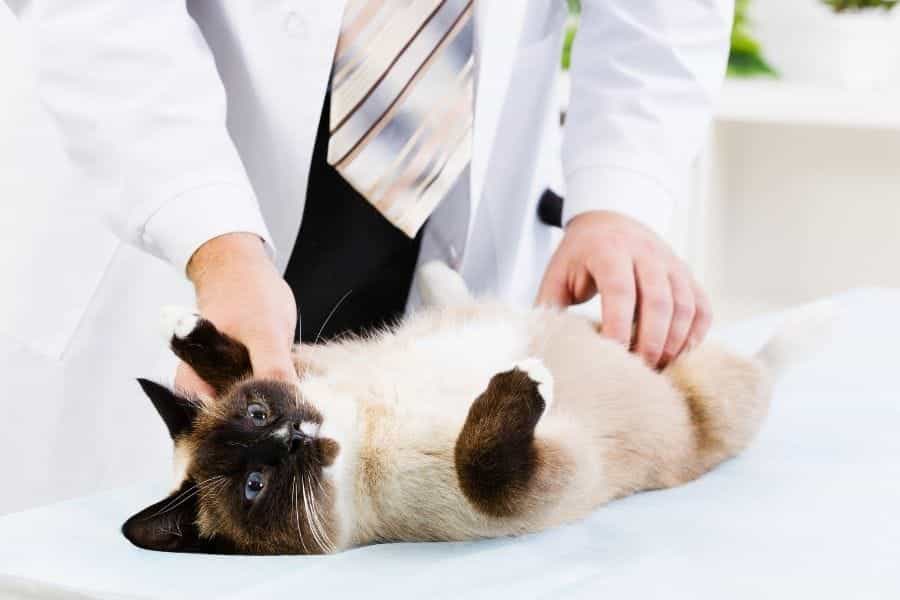 gato en la espalda con veterinario