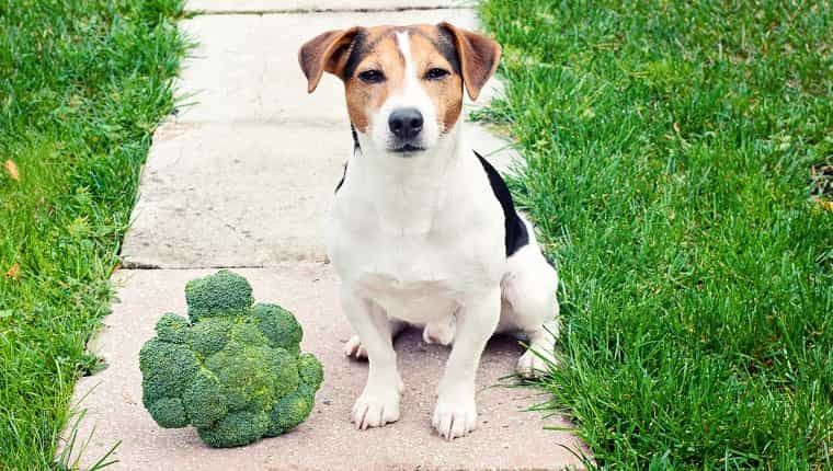 Perro Jack Russell Terrier sentado con brócoli al aire libre y mirando a la cámara La mascota puede comer brócoli concepto