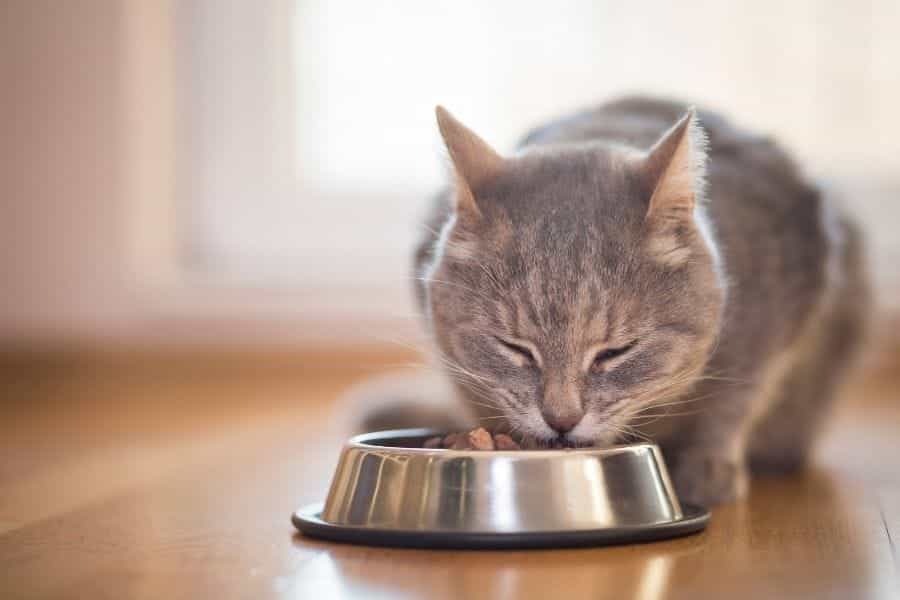 1616289804 529 La mejor comida para gatos sin cereales Top 10