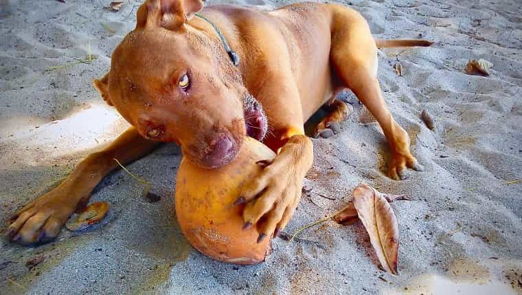 Perro en la playa masticando un coco
