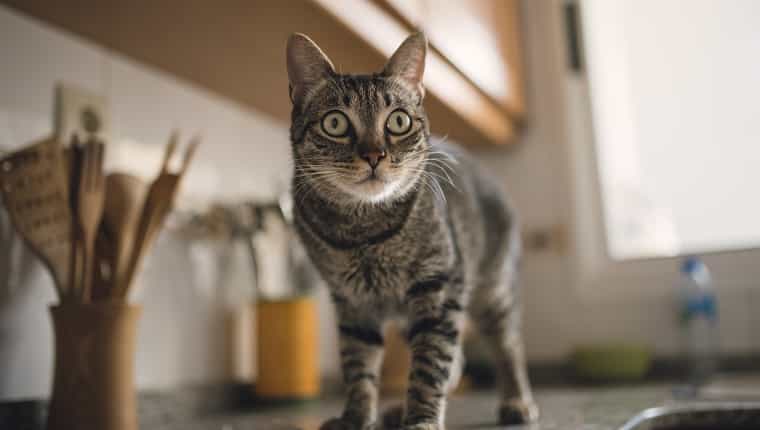 España, retrato de gato atigrado en casa