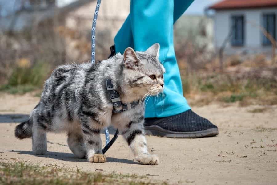 Cómo entrenar a un gato con correa