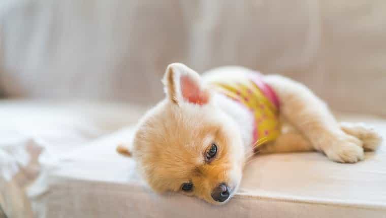 Perro pomerania cansado y soñoliento con camiseta, durmiendo en el sofá, con espacio de copia, concepto colgante o trabajo de lunes.  el perro puede tener síntomas de hiperpotasemia.
