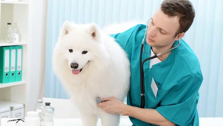 Perro samoyedo examinado por un veterinario, posiblemente para detectar pericarditis