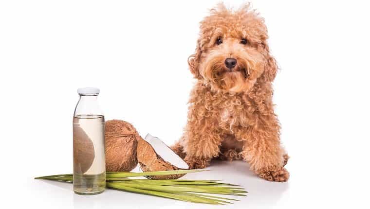 El aceite y las grasas de coco son buenos y repelentes contra las pulgas y garrapatas naturales para las mascotas, como los perros, debido al ácido láurico.