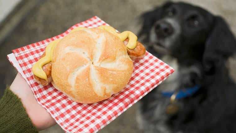 Mano sujetando salchicha (salchicha) en pan, perro en el fondo