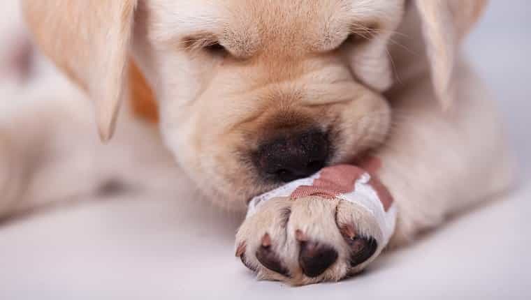 Lindo cachorro de labrador apoyando su hocico en una pata magullada con un vendaje - con olor a cobertura inusual, primer plano