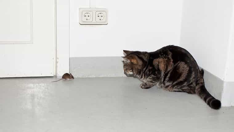 Un gato y un ratón cara a cara.