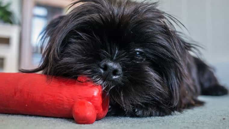 Un joven perro Shorkie (cruce de Yorkshire Terrier y Shih Tzu) mastica un juguete rojo en casa