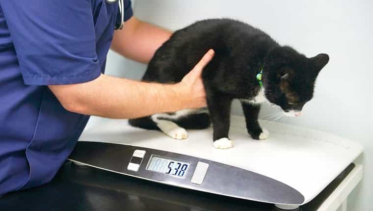 Cirugía veterinaria, control de peso de gato con sobrepeso