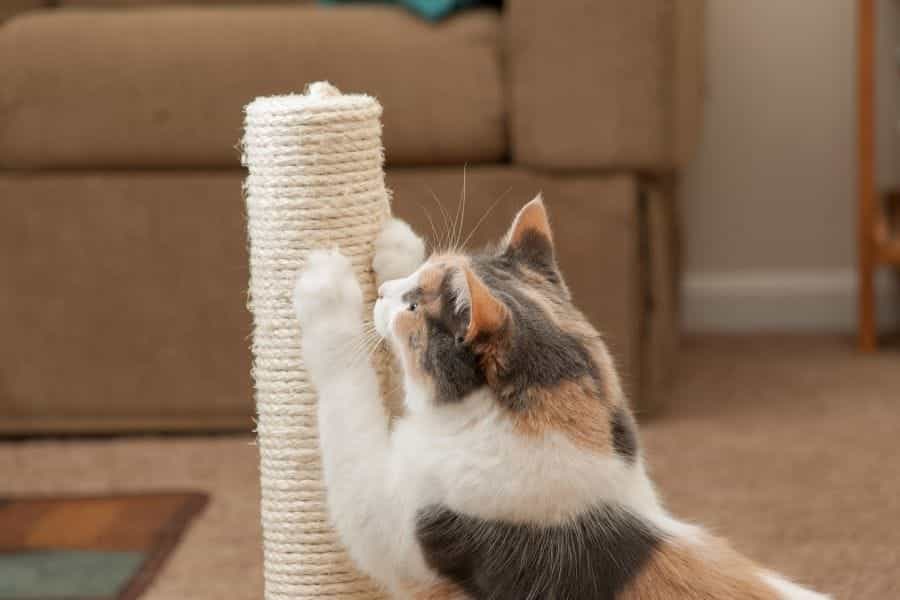 Las mejores selecciones para postes rascadores para gatos