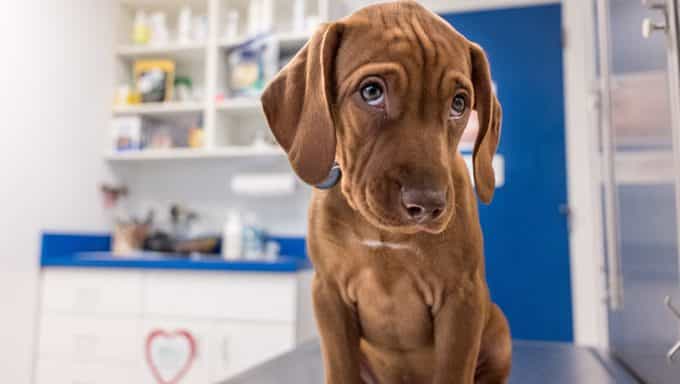 Dog Ate Pot - cachorro en el veterinario