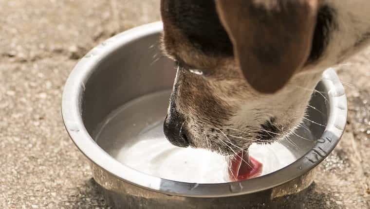 Perro bebiendo agua de un recipiente - Jack Russell Terrier