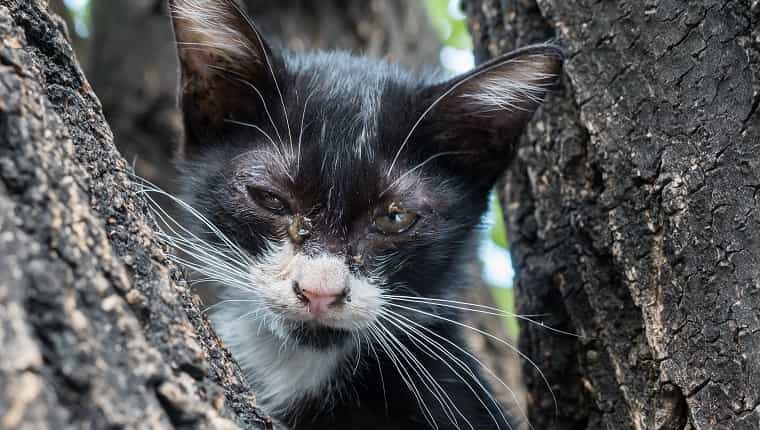 Gatito blanco y negro con un poco de miedo e impuros ojos sucios en el árbol, enfoque selectivo en su ojo