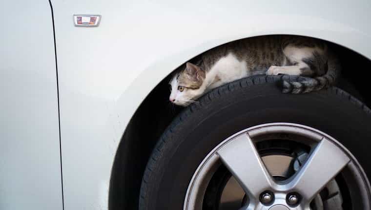 Gato sentado en un neumático de coche