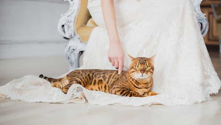 El gato de Bengala se sienta cerca de la novia, ella toca al gato.