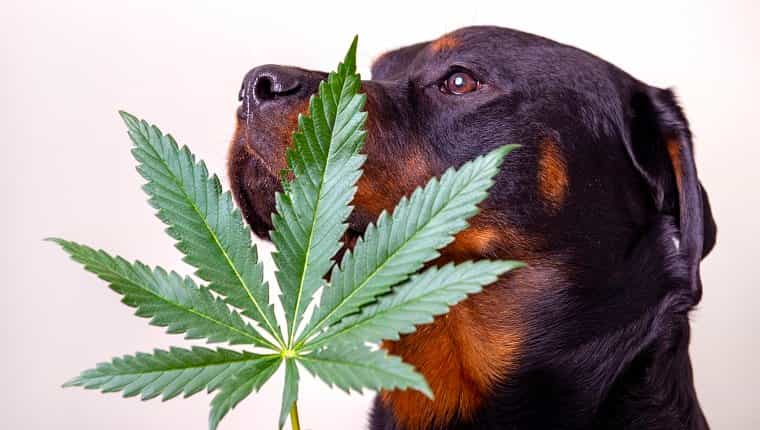 Detalle de la hoja de cannabis y el perro rottweiler aislado sobre blanco - concepto de marihuana medicinal para mascotas