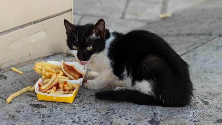 Gatito blanco y negro de la calle come papas fritas en la acera.