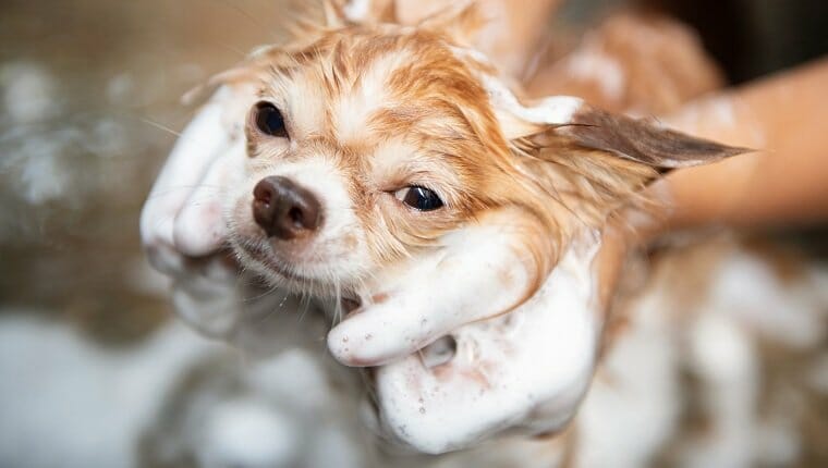 Perro tomando un baño con agua y jabón, servicio de limpieza