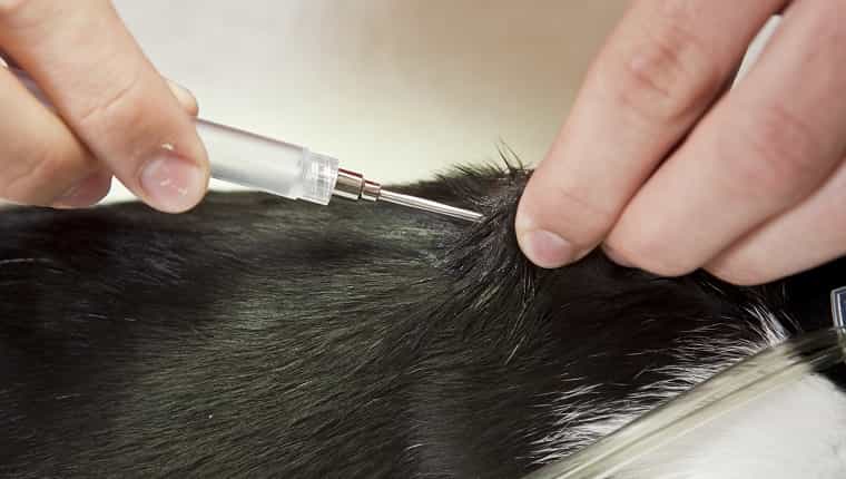 Un veterinario está inyectando un microchip entre los omóplatos de un gato joven.