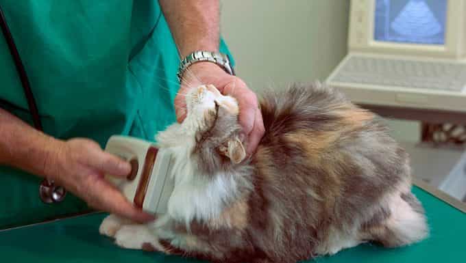 gato siendo examinado