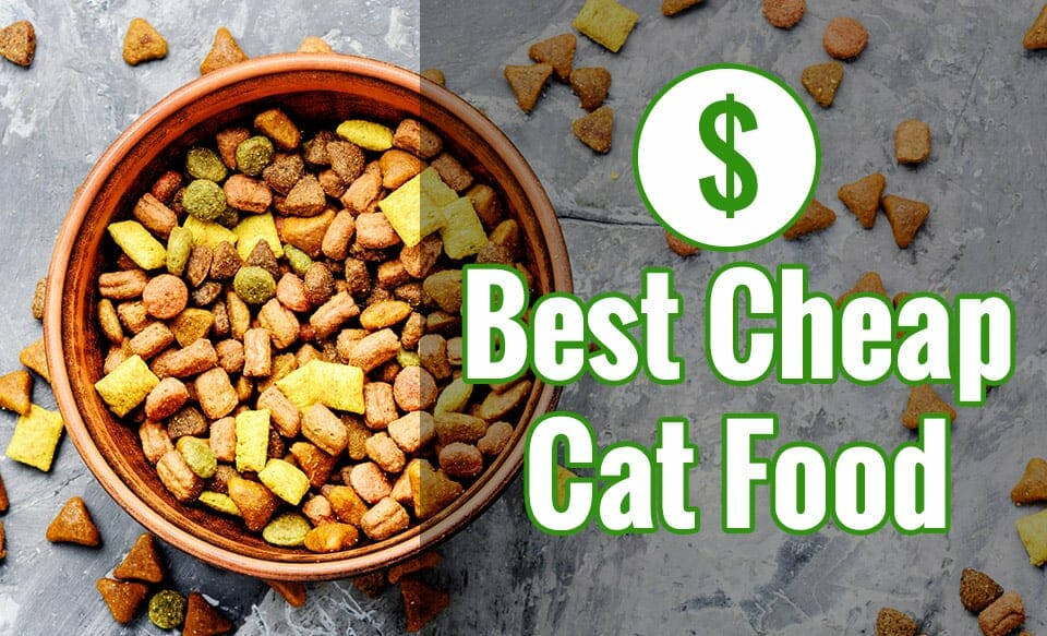 la mejor comida barata para gatos