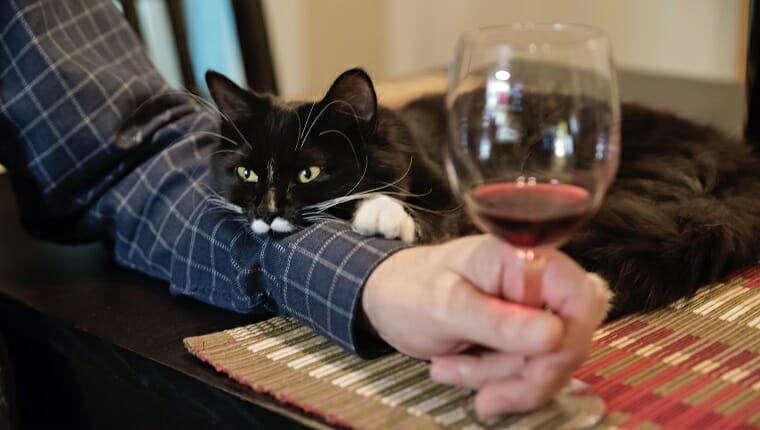 De ninguna manera este lindo gato de 6 meses se quedará solo en la hora feliz.  Está apoyado en el brazo del dueño.  Hombre sosteniendo una copa de vino.  Tiro horizontal en interiores.