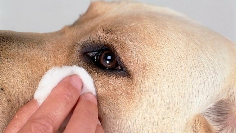 Limpiar los ojos de un perro con toallitas húmedas para bebés, primer plano