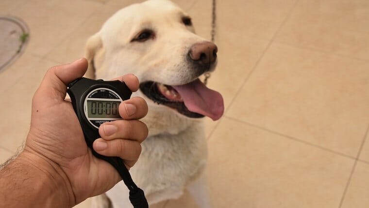 Perro y cronómetro