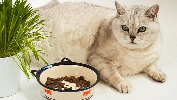 gato con sobrepeso con comida