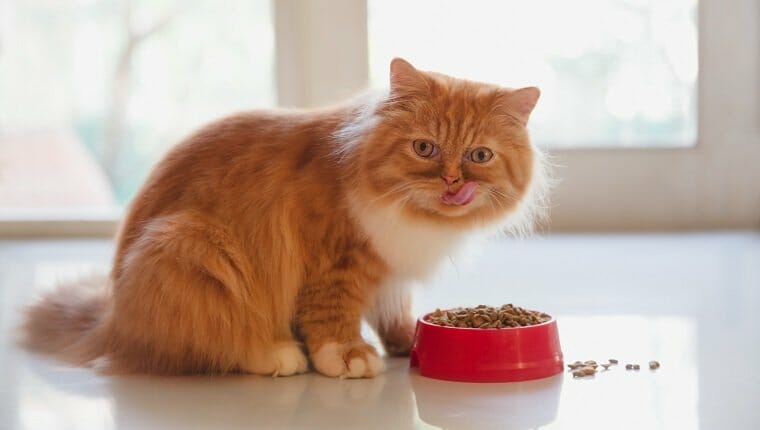 Gato persa comiendo comida seca para gatos