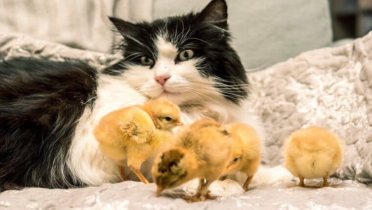 Gato y pollitos juntos en el sofá