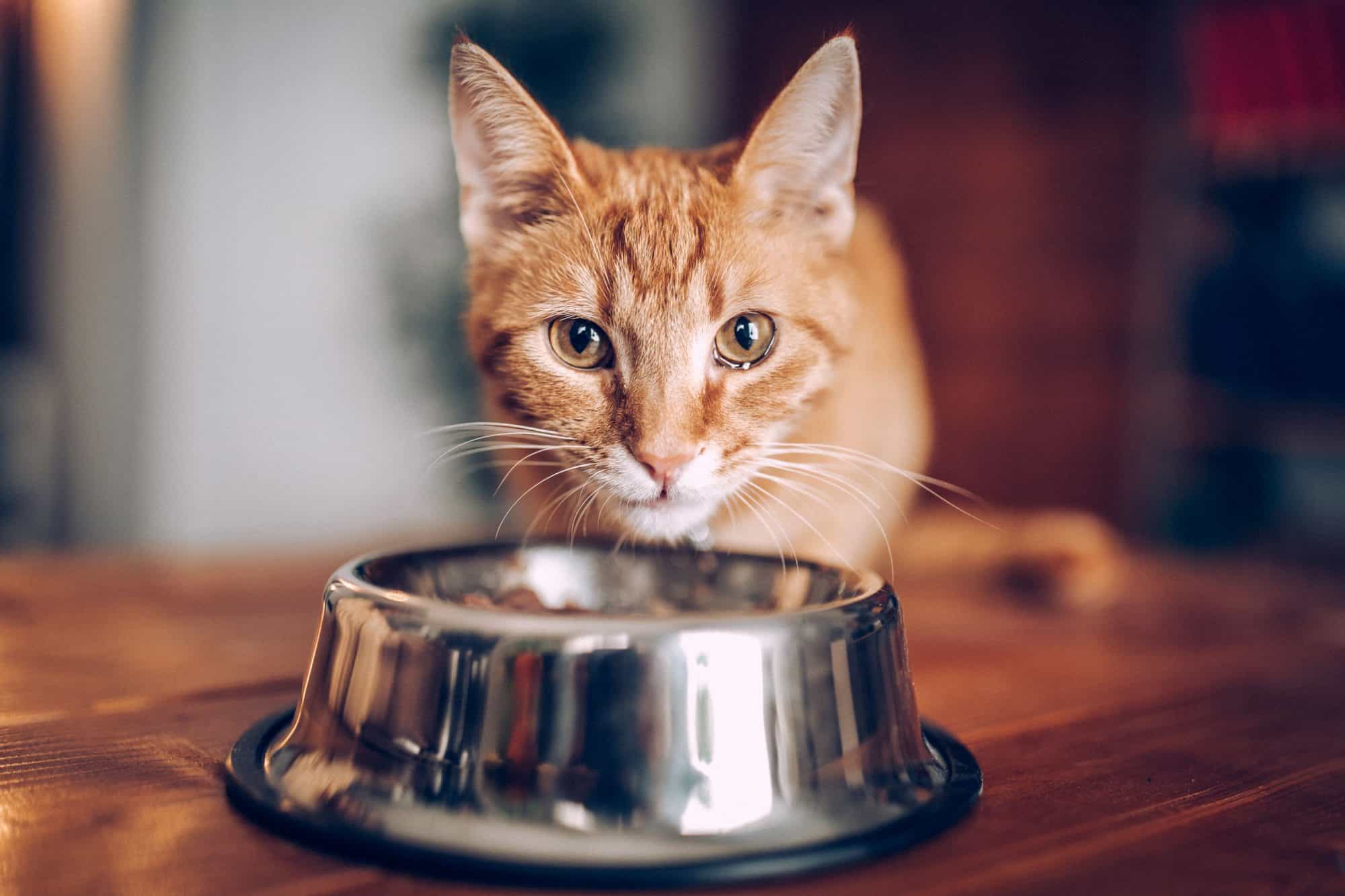 Gato atigrado anaranjado que come fuera del tazón de fuente.