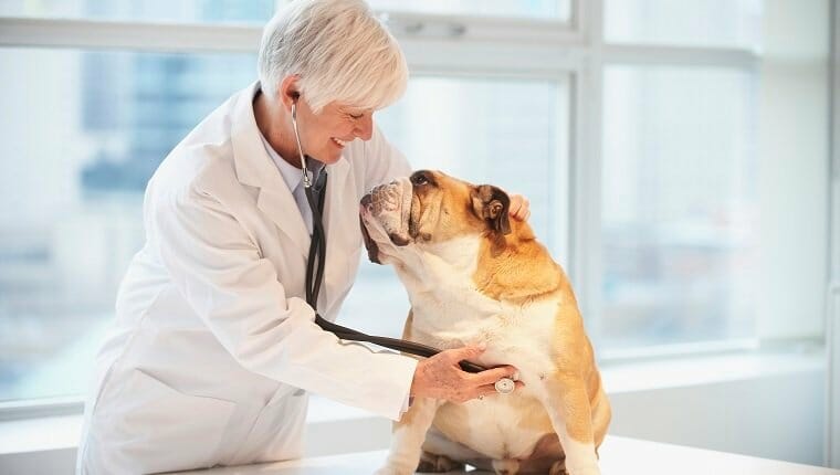 Veterinario caucásico escuchando los latidos del corazón del perro