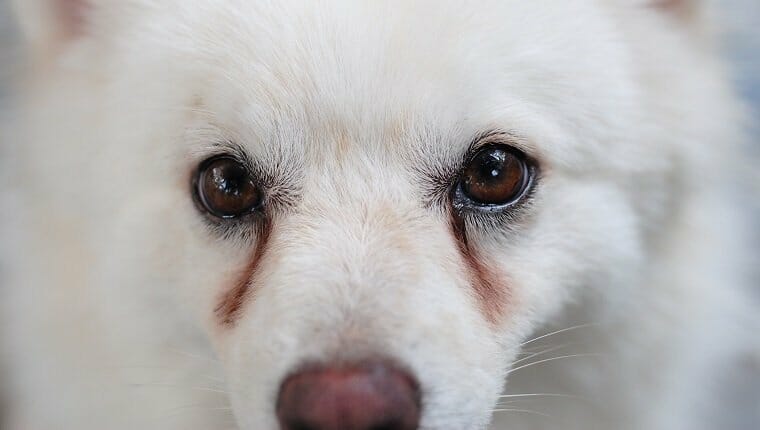 Cachorro blanco con manchas obvias en los ojos, provocadas por secreción ocular.