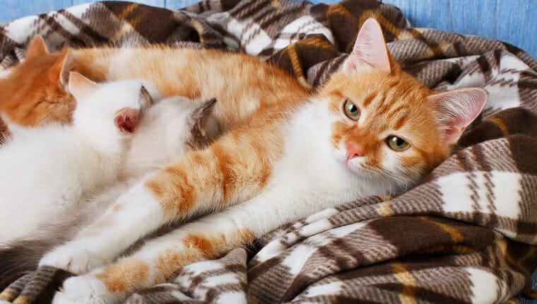 Ginger cat amamantando a sus gatitos.  Maternidad, paternidad, cuidados.  Gatitos lactantes gato naranja sobre una manta a cuadros y fondo azul de madera rústica.  Los gatitos chupan la leche.
