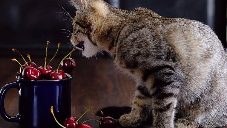 Un gatito del pueblo juega con una cereza en una mesa de madera.
