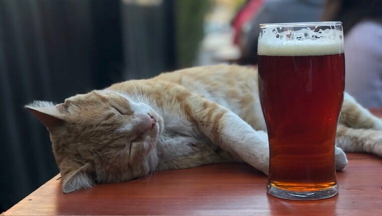 Los gatos no pueden beber alcohol.  Foto tomada en Córdoba, Argentina.  Gato acostado junto a la cerveza.
