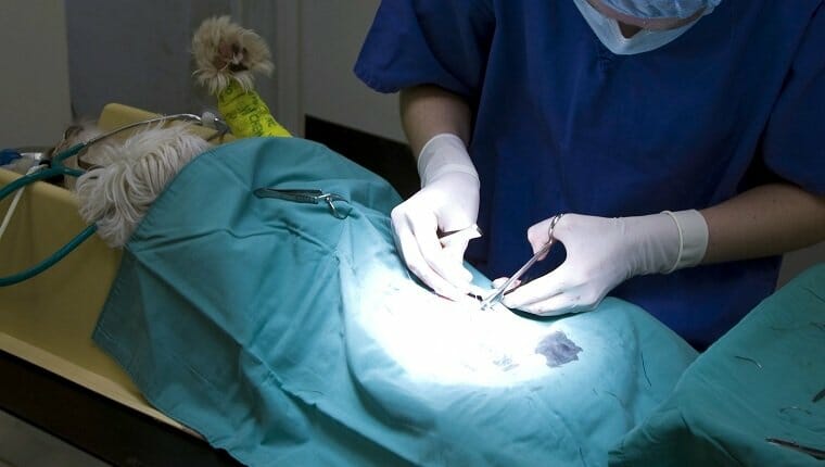 Cirujano operando un perro