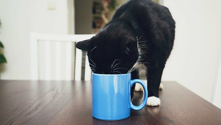 Vida doméstica con mascotas.  Gato curioso en la mesa, bebiendo de la taza.