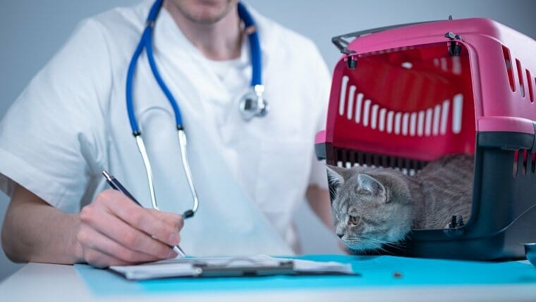 Atigrado lindo gato raza escocesa recta visitando al médico veterinario en el hospital de animales.  Veterinario europeo feliz con portapapeles en la clínica junto al transportador de mascotas en la mesa de examen.  Práctica veterinaria.